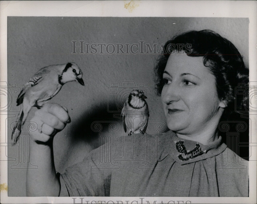 1954 Press Photo Mrs. Lommler pleasures blue jays two - RRW90307 - Historic Images