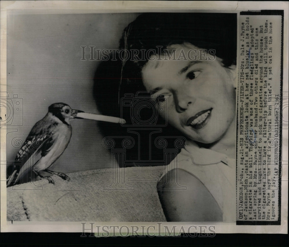 1961 Press Photo Pet Bluejay With Cigarette Owner Mich - RRW90311 - Historic Images