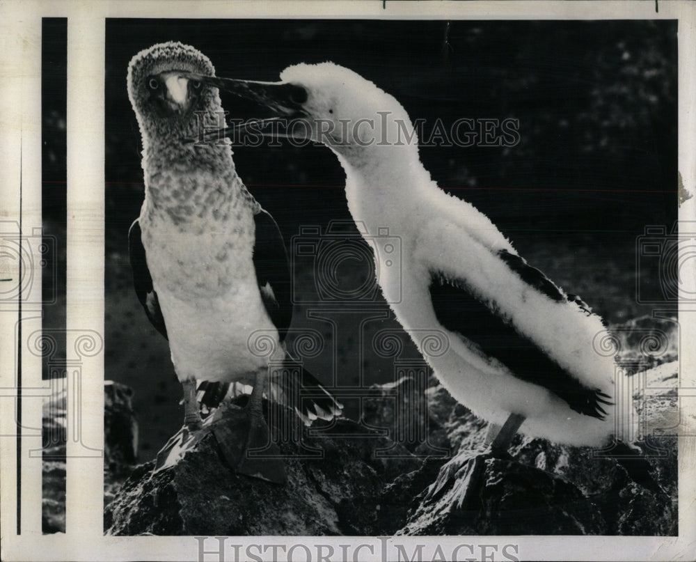 1978 Press Photo Blue-footed Boobies Galapagos Islands - RRW90317 - Historic Images