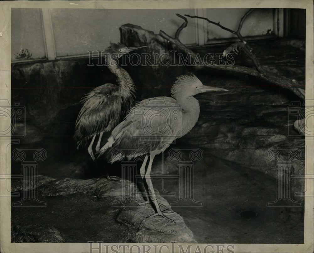 1948 Press Photo Two egrets - RRW90327 - Historic Images