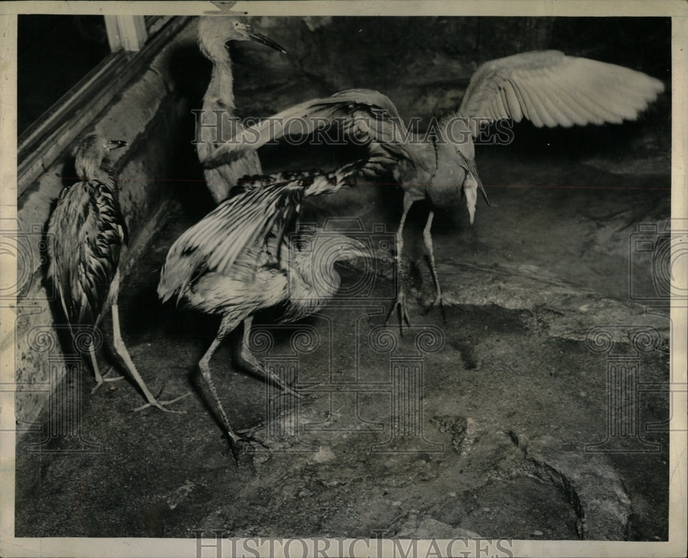 1948 Press Photo EGRETS HERONS PLUMES - RRW90329 - Historic Images