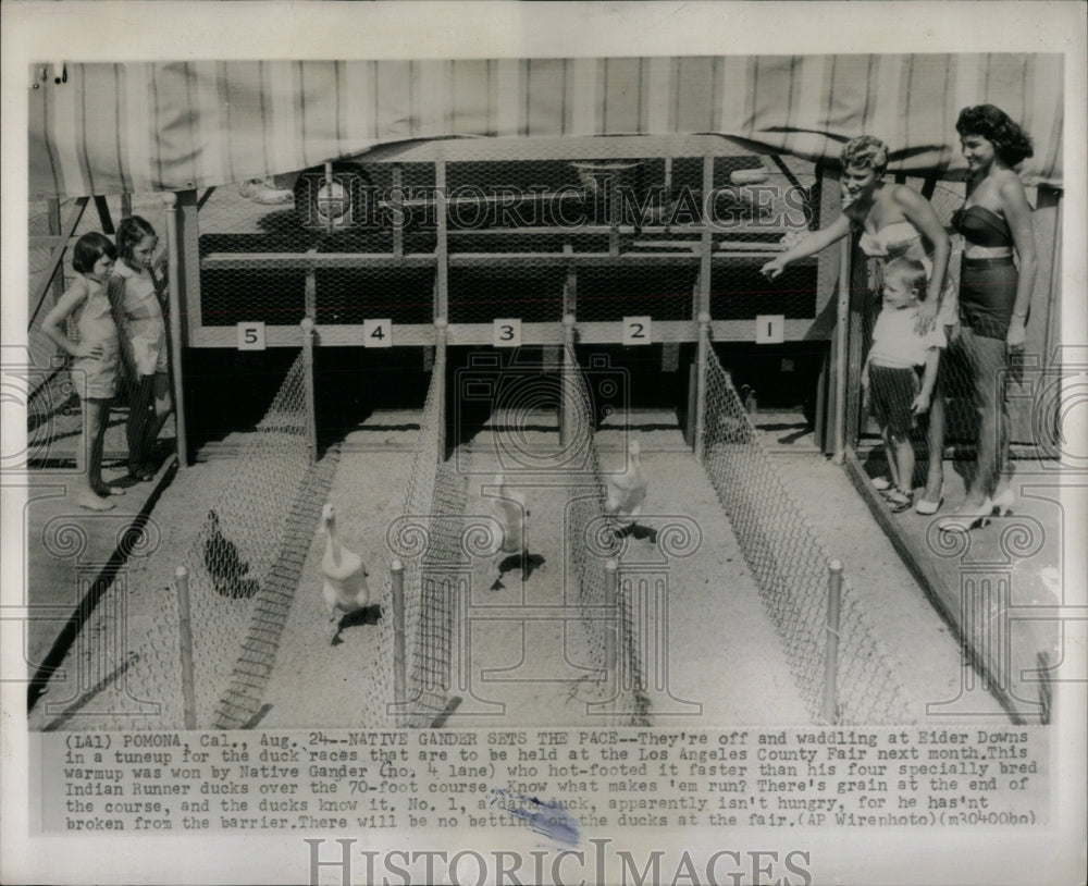 1954 Press Photo duck race Eider Downs waddle tuneup - RRW90337 - Historic Images