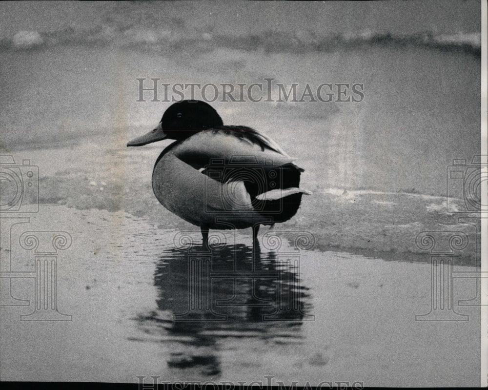 1975 Press Photo Chicago Mallard Duck Fishing - RRW90339 - Historic Images