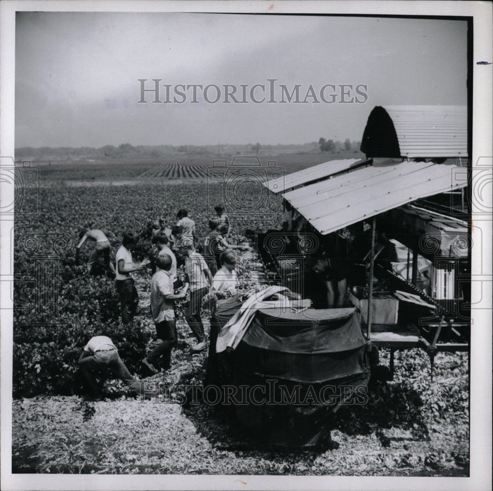 1971 Press Photo Celery Harvest - RRW90465 - Historic Images