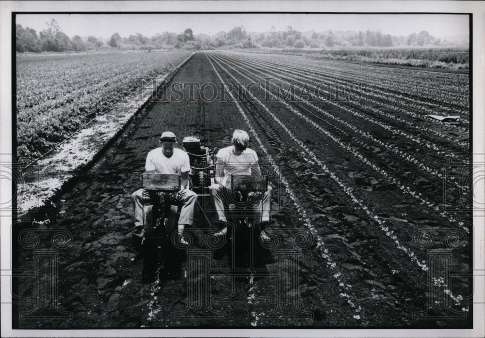 1971 Press Photo Celery Planting - RRW90467 - Historic Images