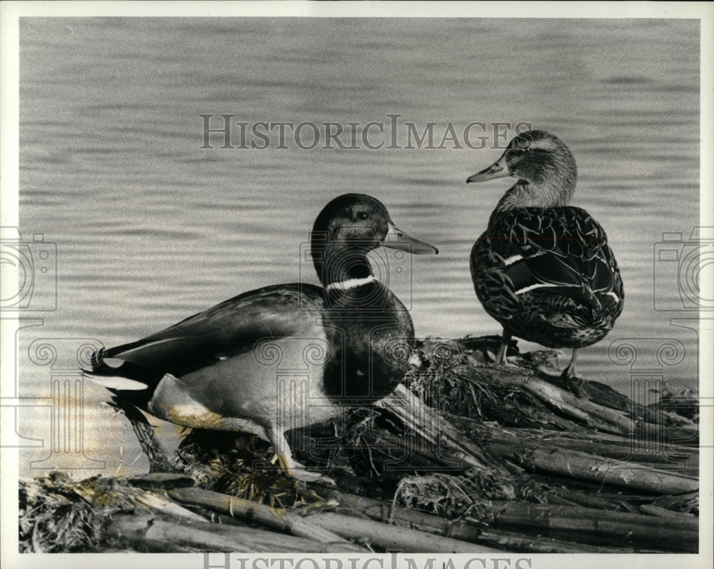 1980 Press Photo Malland Duck - RRW90553 - Historic Images