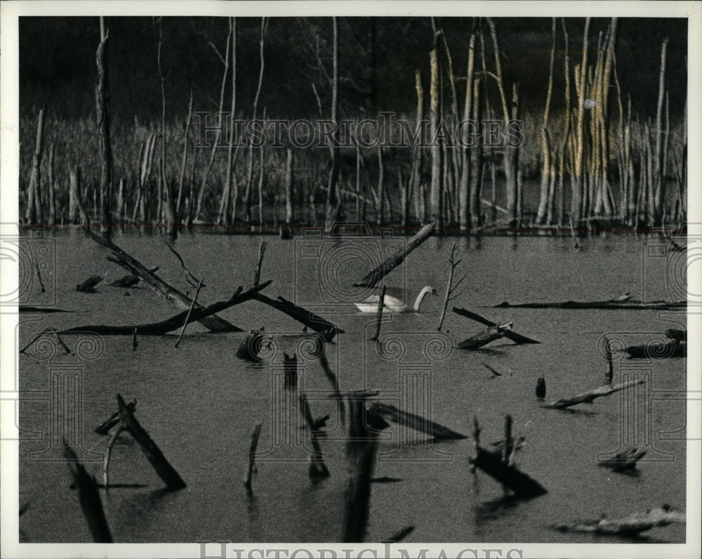 1980 Press Photo Mute Swan Nature Center Slough - RRW90555 - Historic Images