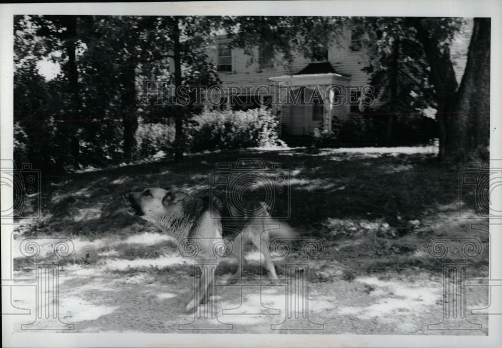 1991 Press Photo German Shepard - RRW90561 - Historic Images