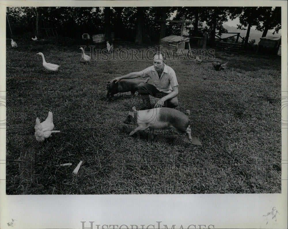 1982 Press Photo Pigs Chasing Ducks and Chickens - RRW90945 - Historic Images