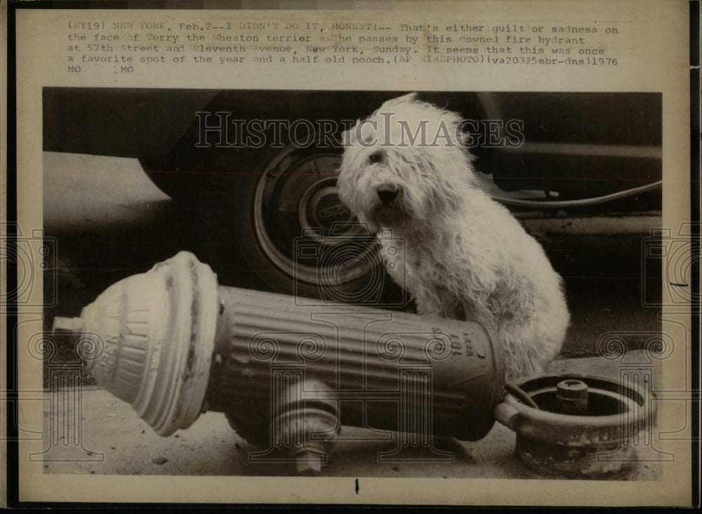 1976 Press Photo Dog Wheaton Terrior - RRW90959 - Historic Images