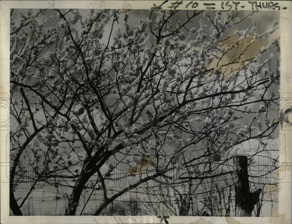 1939 Press Photo Illinois Peach Tree in full bloom - RRW91277 - Historic Images