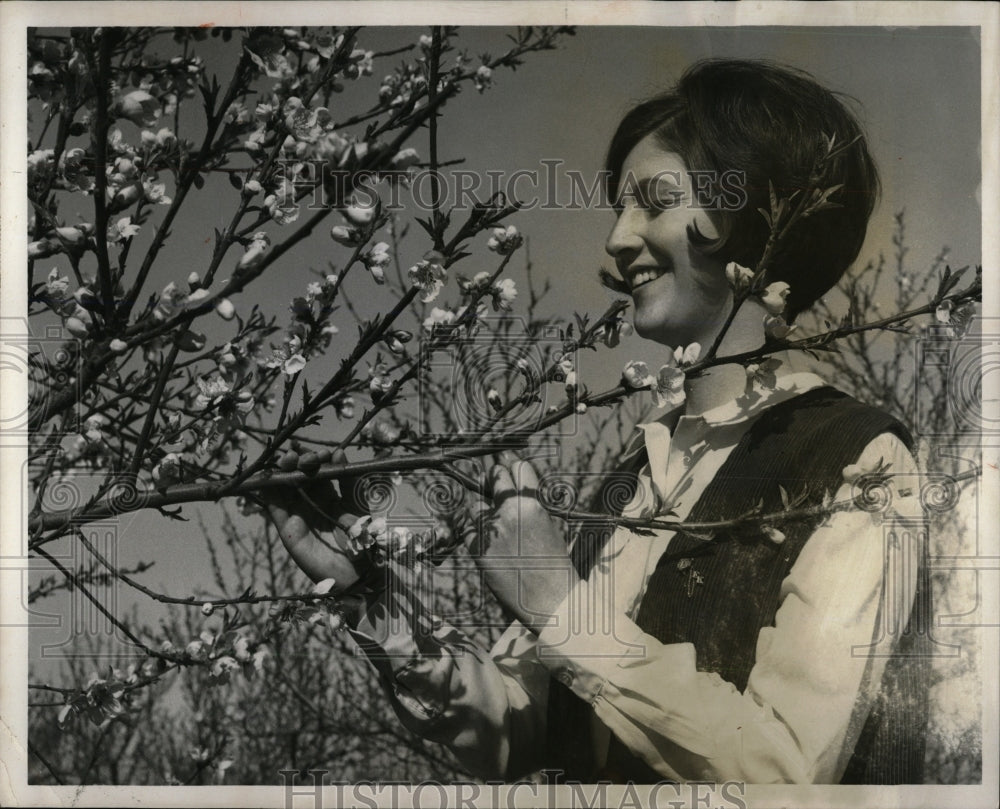 1966 Press Photo College Student Admiring Peach Blossom - RRW91283 - Historic Images