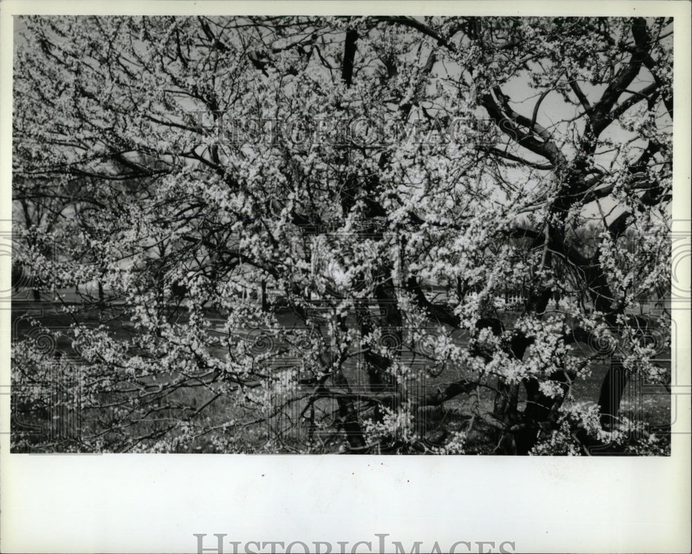 Press Photo Redbud Tree Branches Blossoming Shade - RRW91363 - Historic Images