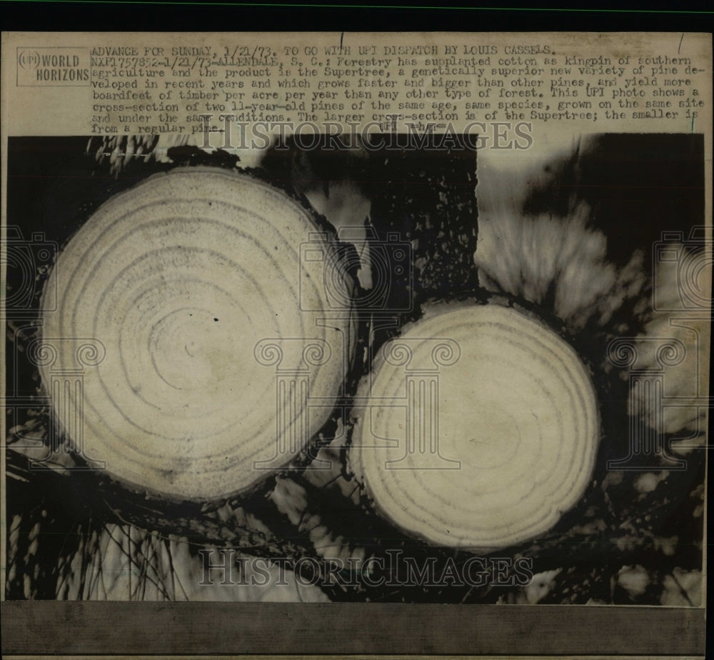 1973 Press Photo Supertree Pine Comparison Regular - RRW91371 - Historic Images