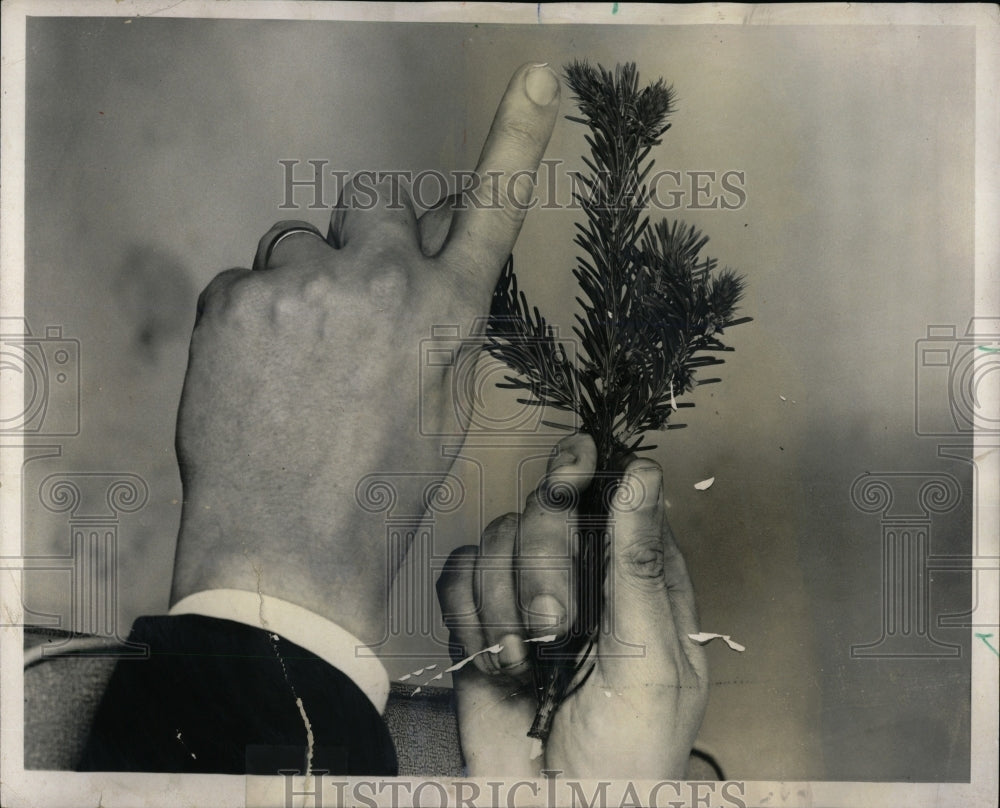 1967 Press Photo Gall Aphid Attack Spruce Trees - RRW91373 - Historic Images