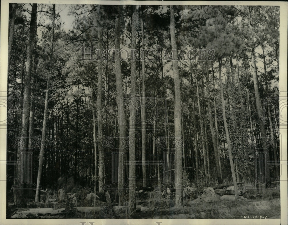 1943 Press Photo Virgin Southern Pine Trees Hardboard - RRW92233 - Historic Images