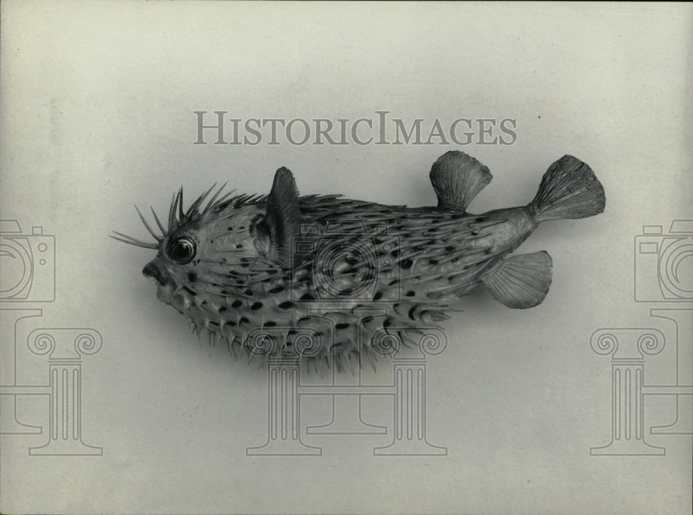 Press Photo porcupine fish - RRW92289 - Historic Images