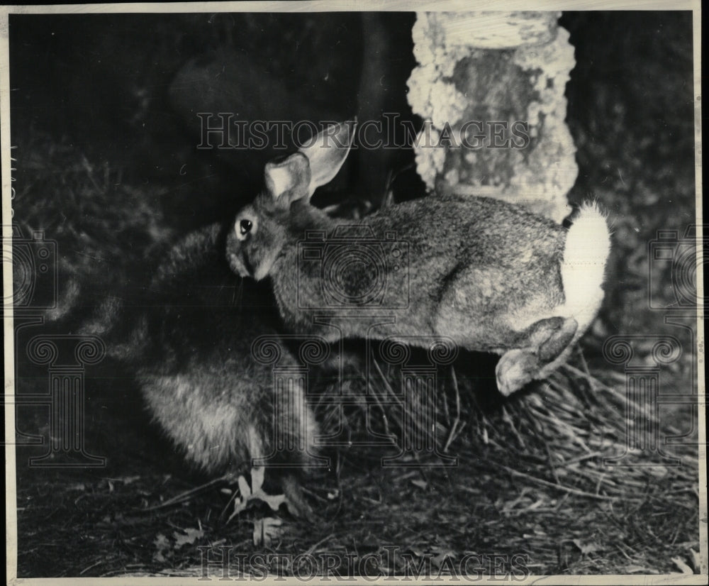 1966 Press Photo Rabbit lunges Coon knocking animal - RRW93163 - Historic Images