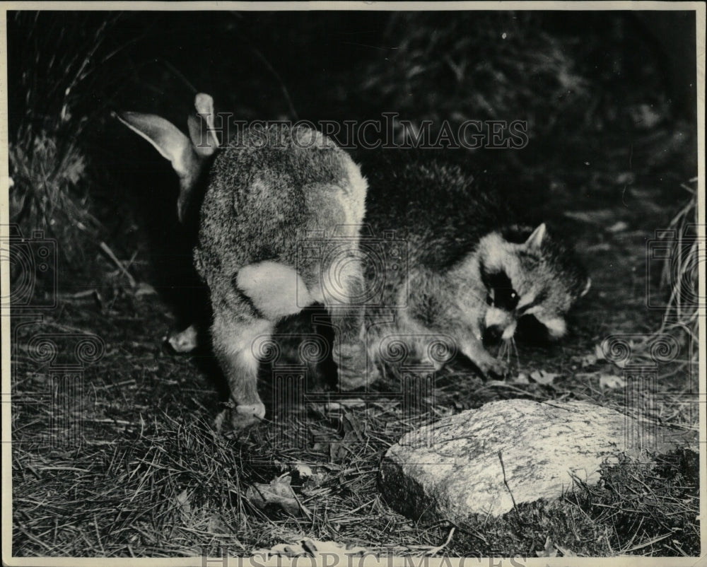 1966 Press Photo Rabbit Kicking Racoon grounds battle - RRW93165 - Historic Images