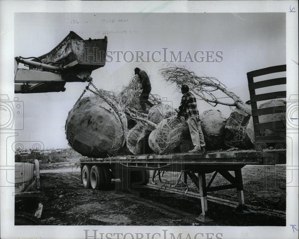 1971 Press Photo Tree Planting Hinswood Illinois - RRW93205 - Historic Images