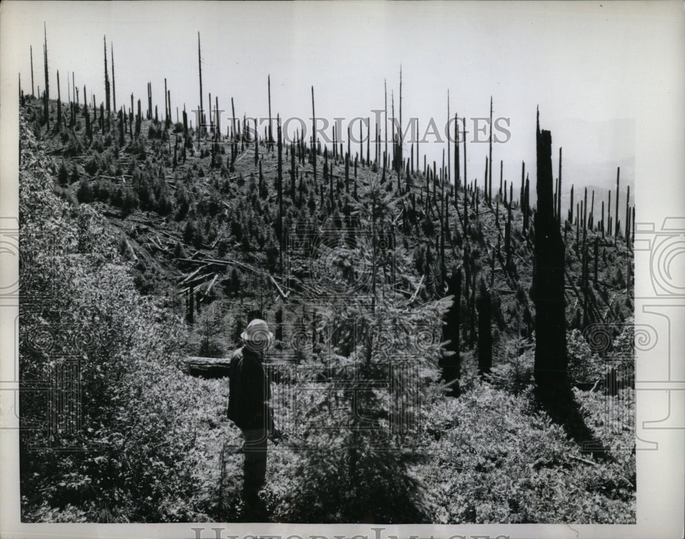 1959 Press Photo Forester Morris Bergman checking tree - RRW93207 - Historic Images