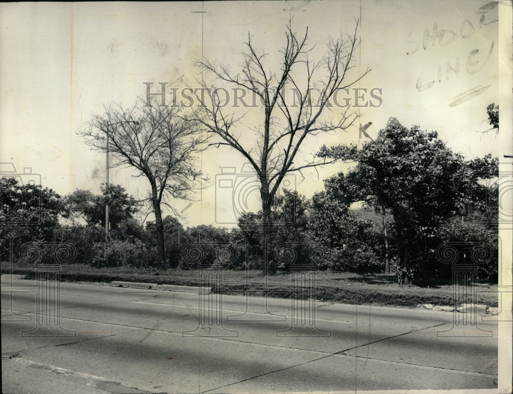 1975 Press Photo Chicago Dutch Elm Tree Disease Plants - RRW93225 - Historic Images