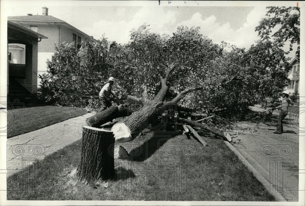 1977 Press Photo Workmen Oak Park Dutch Elm Disease - RRW93229 - Historic Images