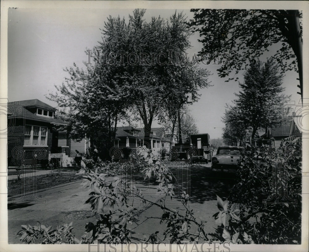 1972 Press Photo Dutch Elm diseased tree James McDonouh - RRW93233 - Historic Images