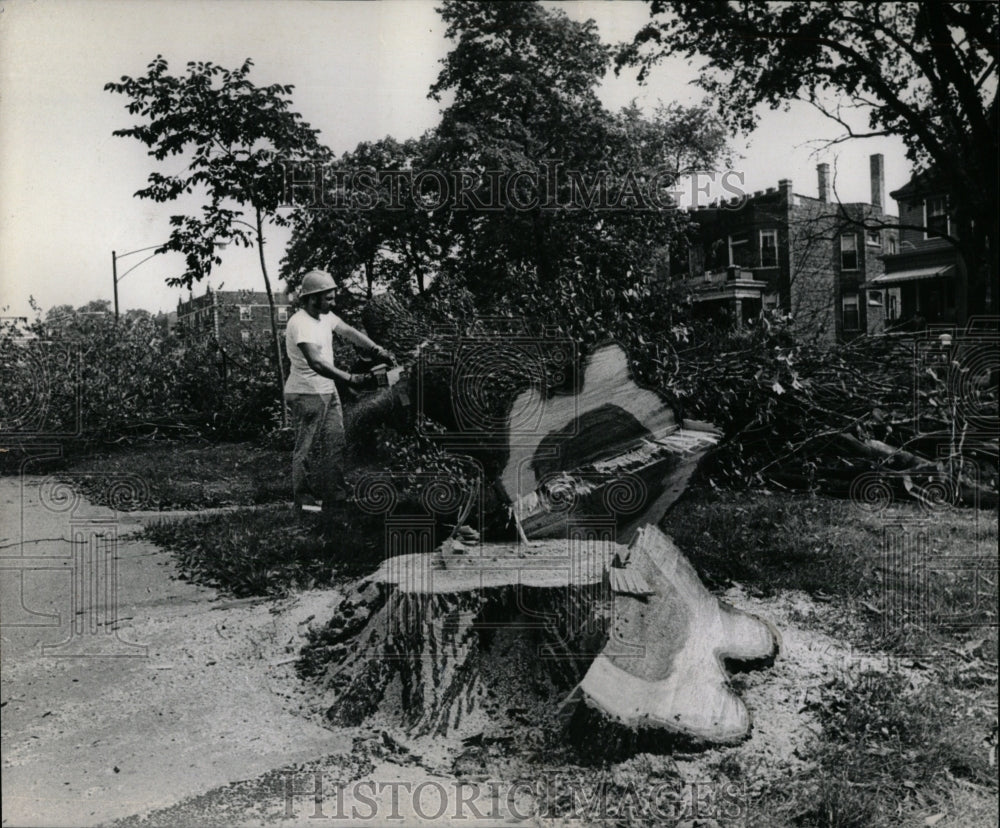 1971 Press Photo Forestry Paulina diseased elm trees - RRW93235 - Historic Images