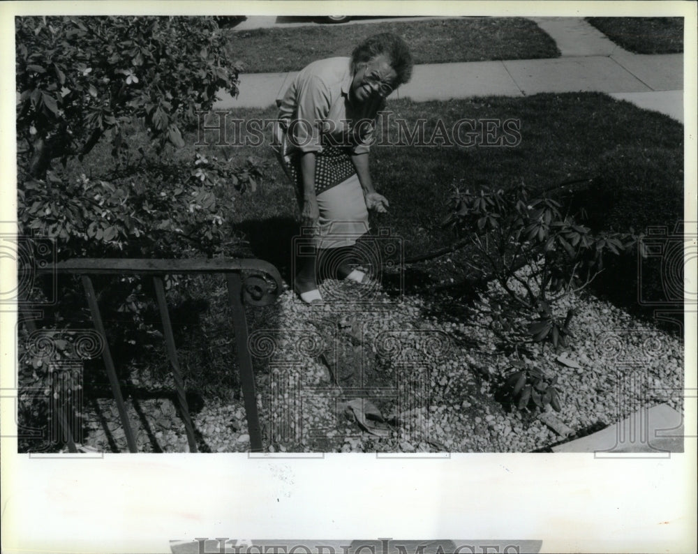 1990 Press Photo Pom-pon Evergreen Tree Theft - RRW93247 - Historic Images