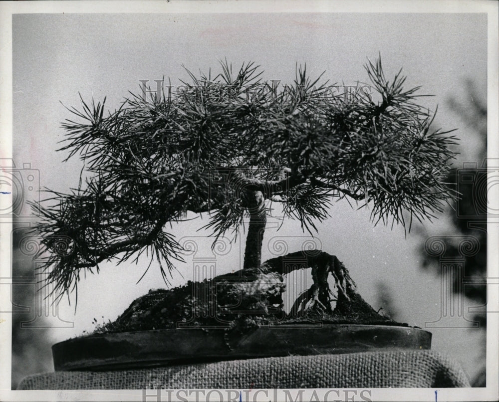 1980 Press Photo Bonsai - RRW93249 - Historic Images