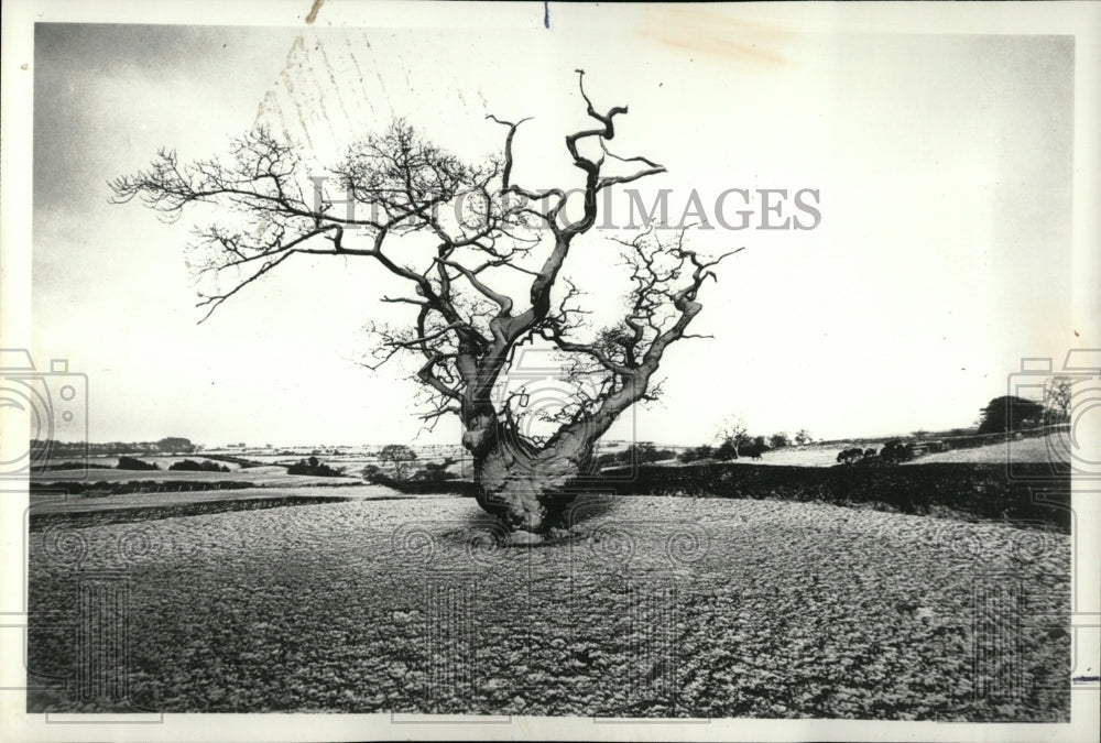 1980 Press Photo Oak January Derby shire England Frank - RRW93267 - Historic Images