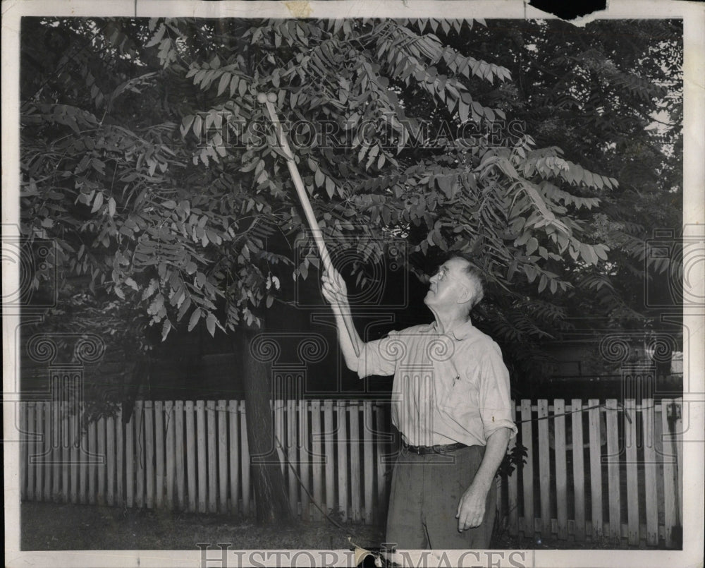 1953 Press Photo Lewis Were checking walnut trees - RRW93271 - Historic Images