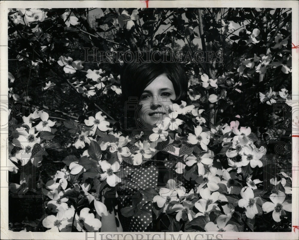 1970 Press Photo Dogwood flowers in full bloom in Arkan - RRW93283 - Historic Images