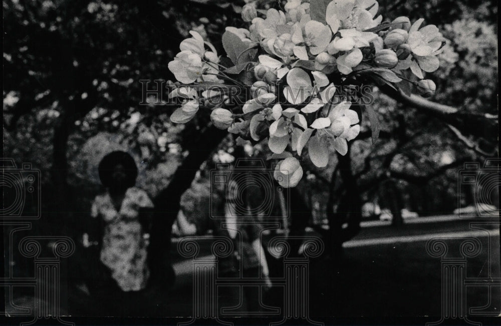 1974 Press Photo White hawthorns tree Judy Yancey Susan - RRW93285 - Historic Images