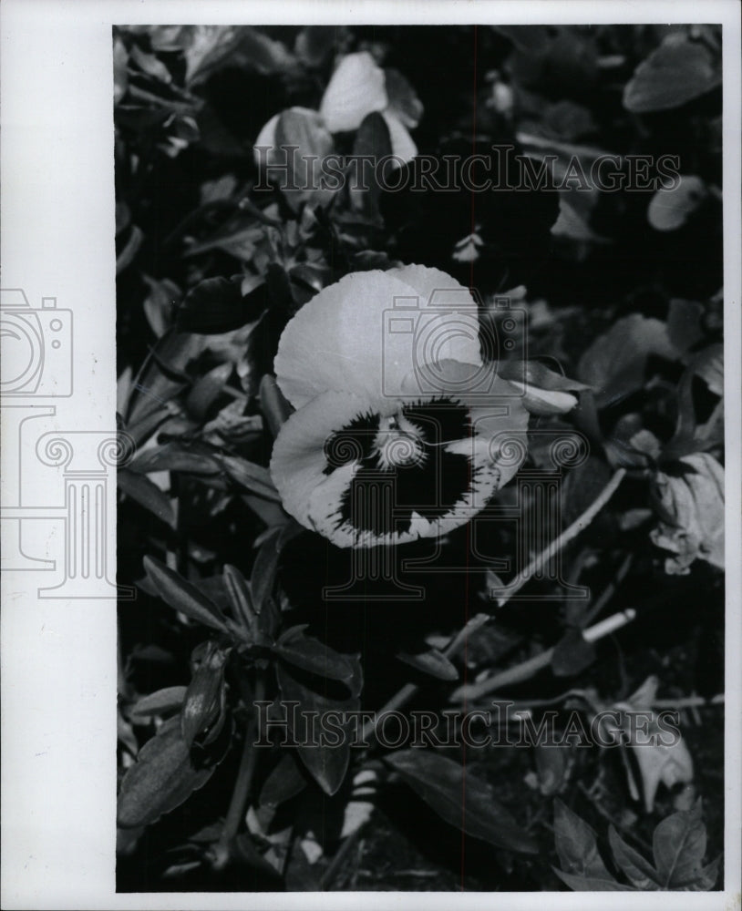 1978 Press Photo Pansies - RRW94473 - Historic Images