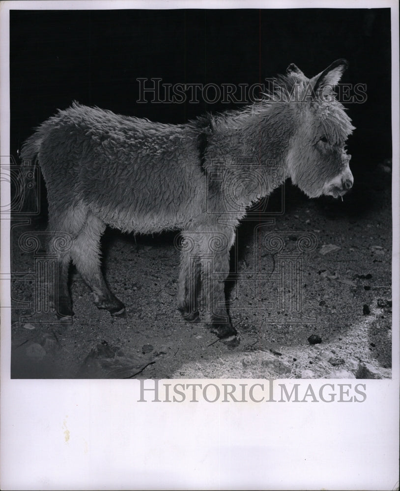 1956 Press Photo Donkey white color Black Wet Snow Snap - RRW94793 - Historic Images