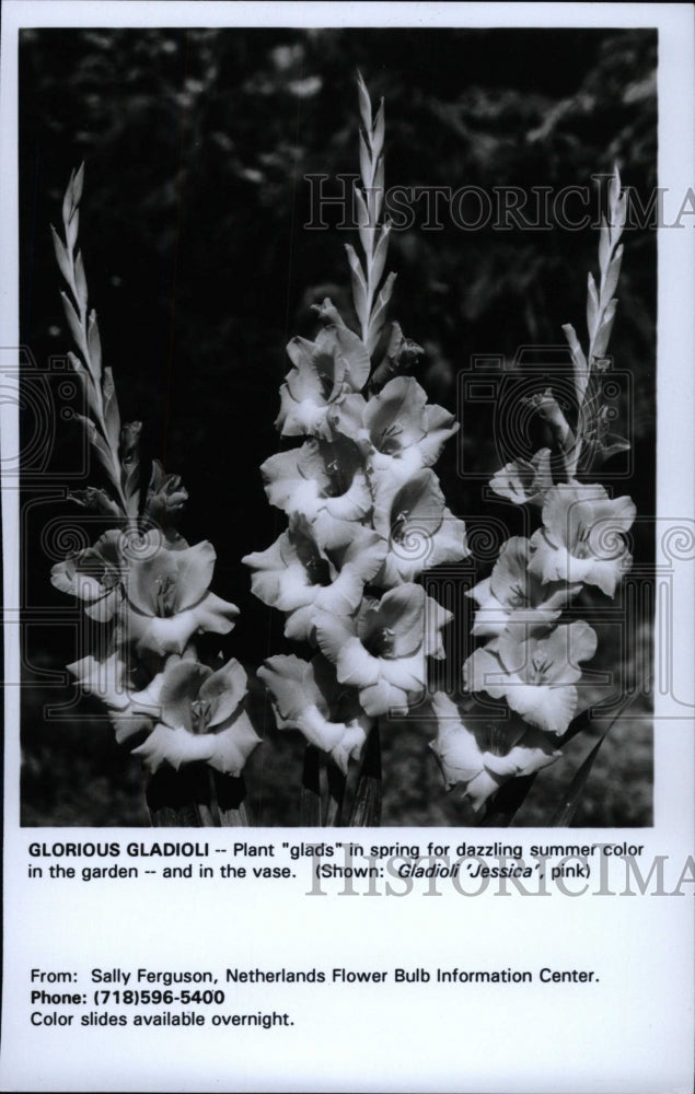 1993 Press Photo Glorious Gladioli Plant Glads summer - RRW96375 - Historic Images