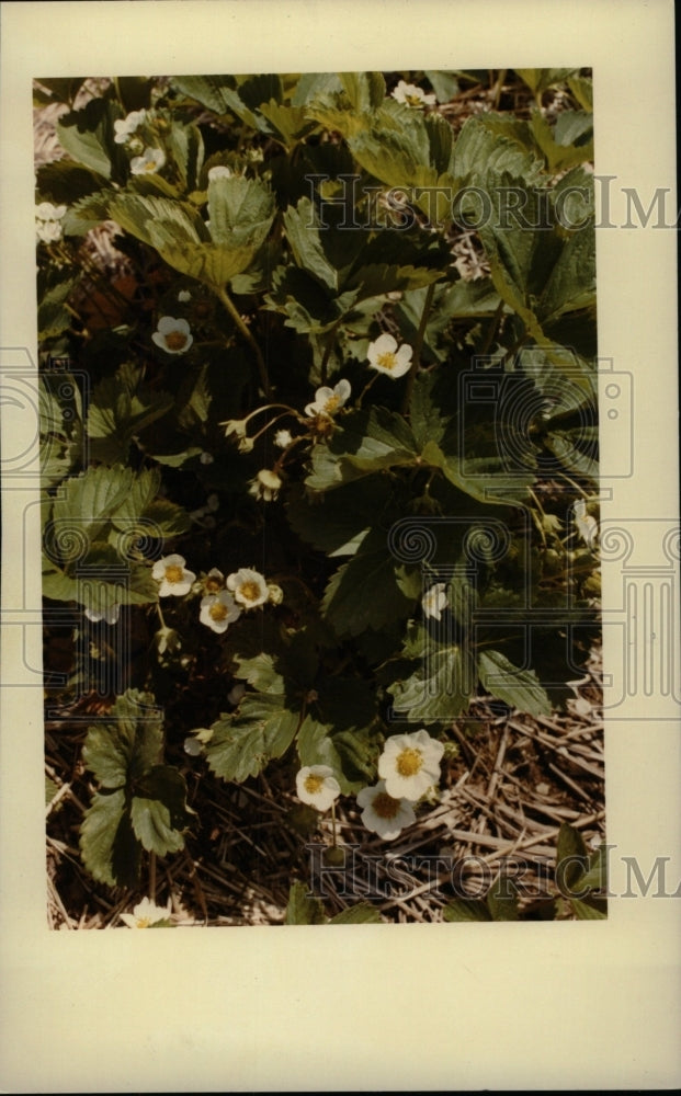 1983 Press Photo Strawberries flowering plant garden - RRW96385 - Historic Images