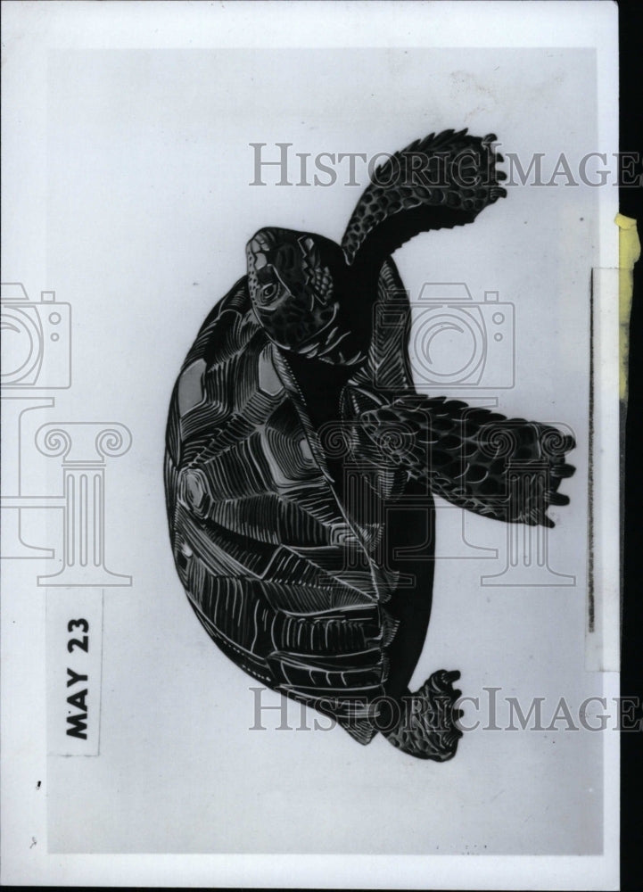 1980 Press Photo Picture wild tortoise Crawling Small - RRW96485 - Historic Images