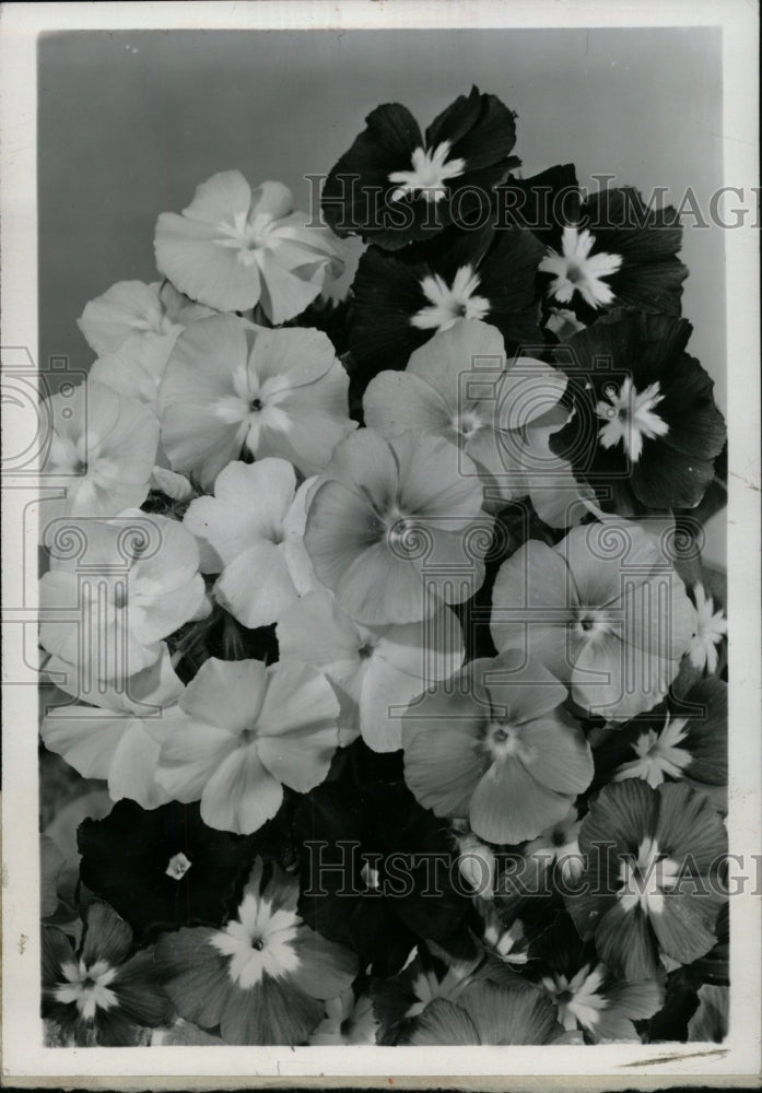 1957 Press Photo Burdee Giant Tetra Phlox Drummondi - RRW96655 - Historic Images