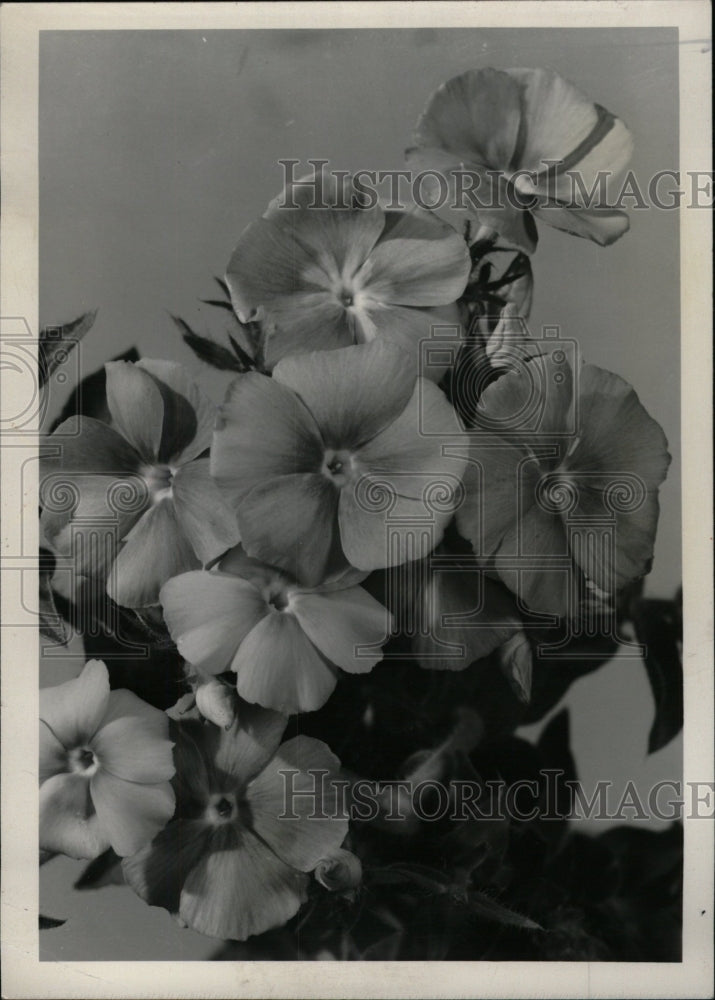 1967 Press Photo Phlox flower - RRW96723 - Historic Images