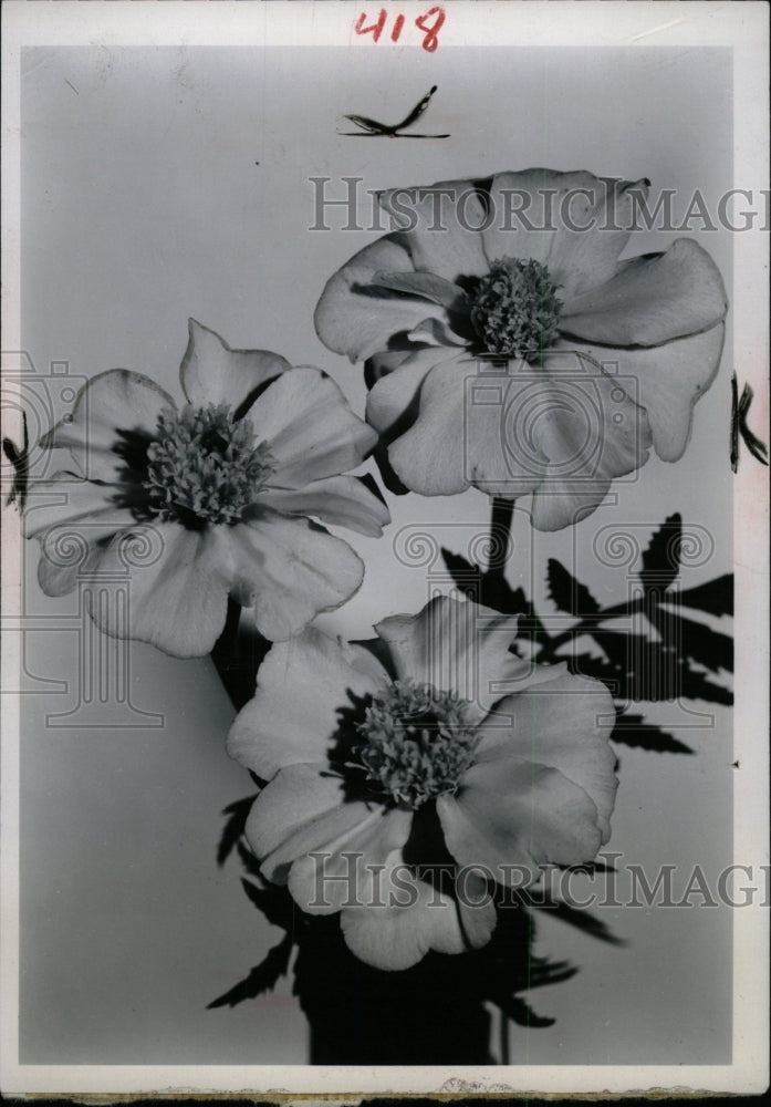 1952 Press Photo Marigold Flowers Plant Show Beautiful - RRW96913 - Historic Images