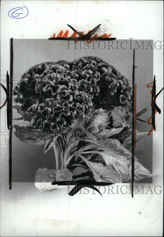 1972 Press Photo picture show Cockscomb Gardens Plant - RRW97097 - Historic Images