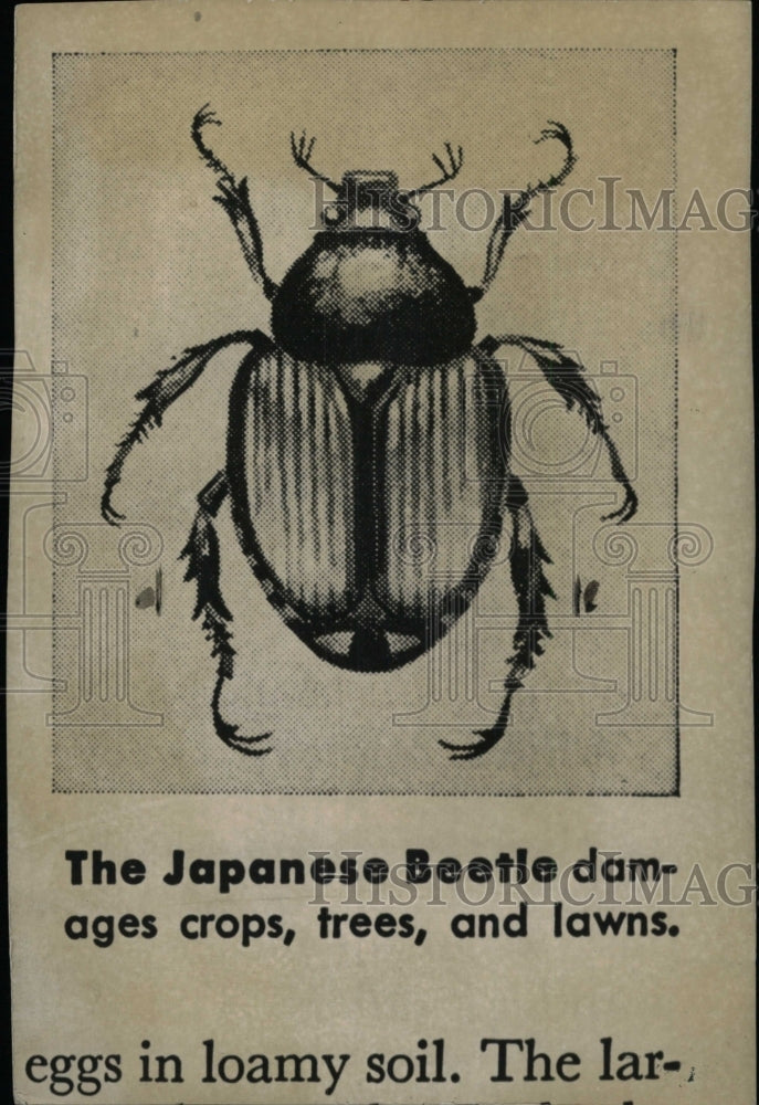 1960 Press Photo Japanese Beetle Insects - RRW97309 - Historic Images