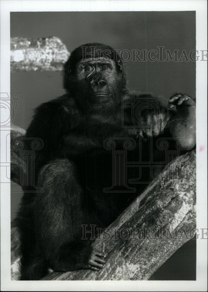 1994 Press Photo Animals Gorilla Chkory - RRW97329 - Historic Images