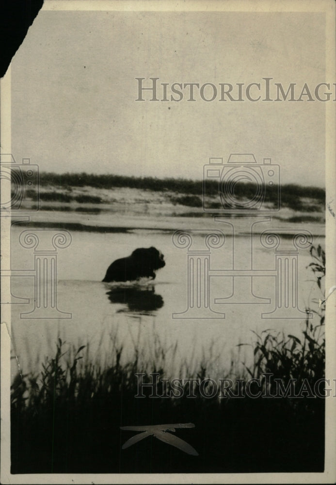 1929 Press Photo Animals Swimming Thelon River water - RRW97473 - Historic Images