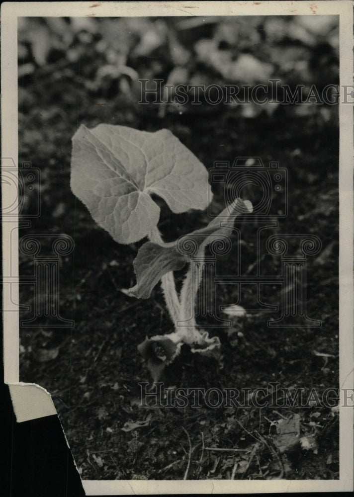 1993 Press Photo Wild ginger in blossom - RRW97611 - Historic Images