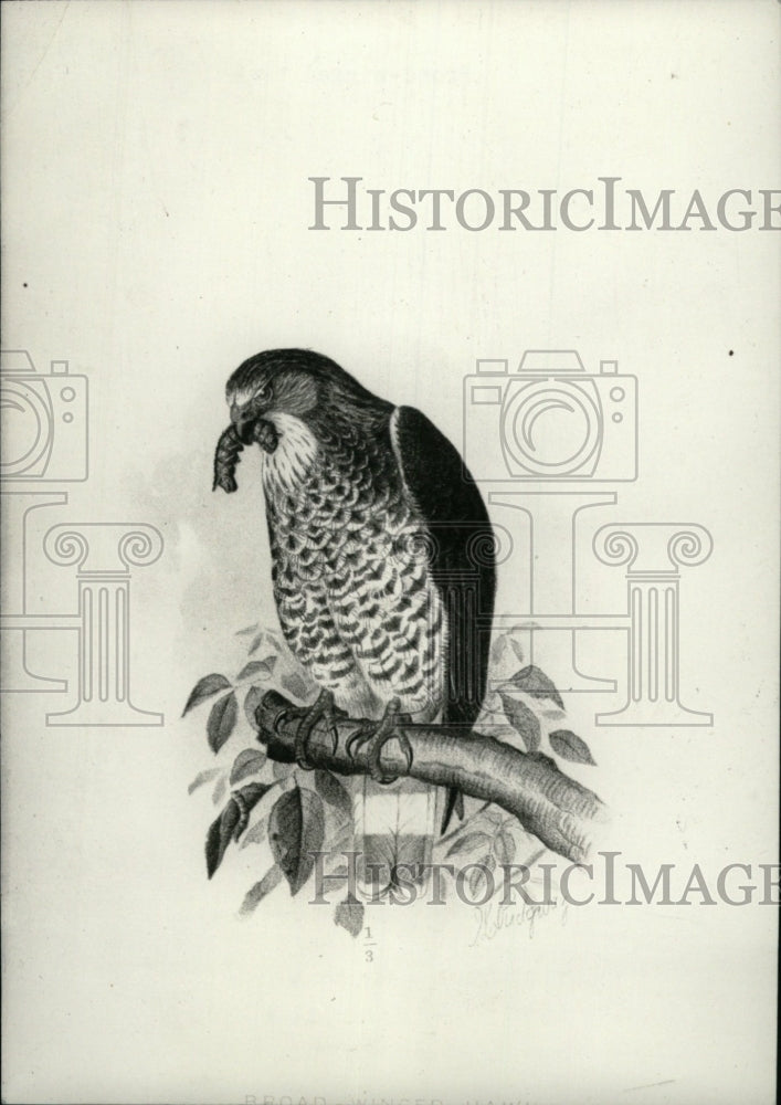 1954 Press Photo Broad Winged Hawk Birds - RRW97629 - Historic Images