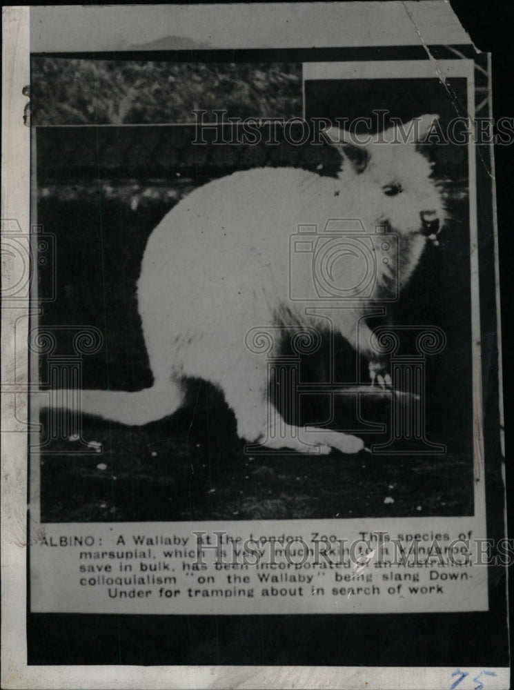 1932 Press Photo Animals Wallaby at the Lindon Zoo - RRW97639 - Historic Images